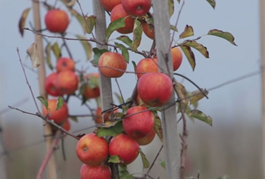 Як правильно посадити яблуню