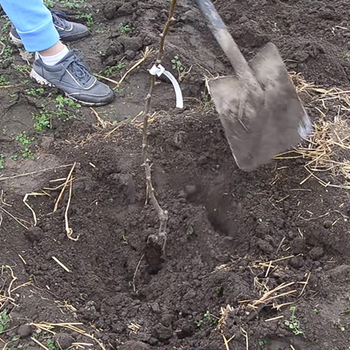 Процес посадки саджанця груші
