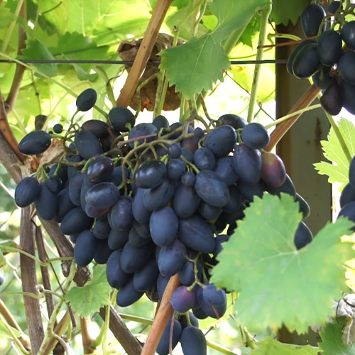 Вирощування винограду: від посадки до догляду та збору урожаю