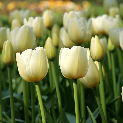 Тюльпани – від посадки до цвітіння