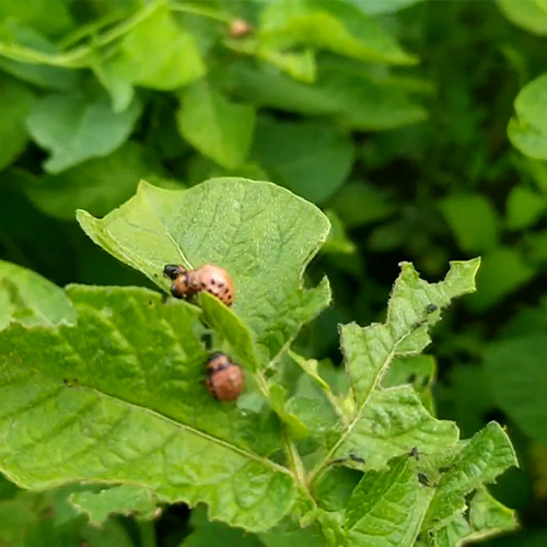 Боротьба з колорадським жуком - ефективні методи та рекомендації