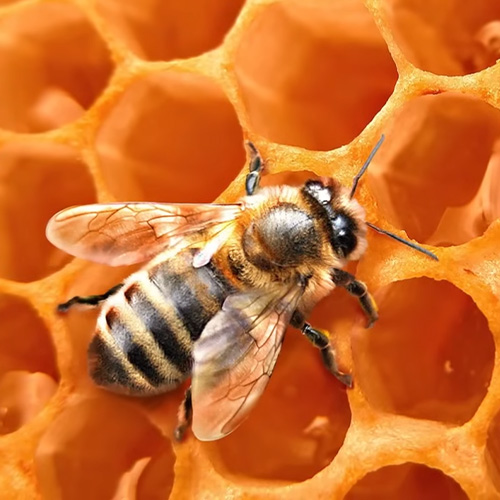 Охорона здоров'я бджіл - від розпізнавання до лікування хвороб
