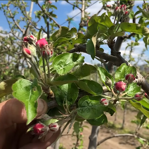 Захист яблунь – комплексні стратегії боротьби з шкідниками
