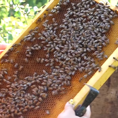 Опис основних хвороб бджіл