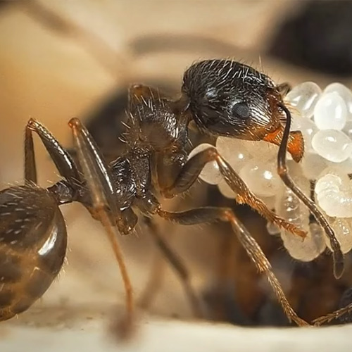 Ефективні стратегії боротьби з мурахами у вашому будинку та квартирі