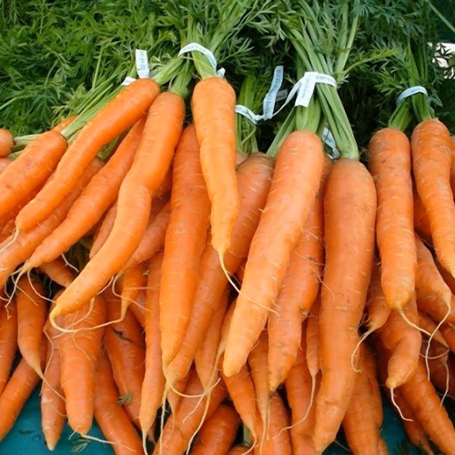 Ефективний захист моркви від хвороб та шкідників