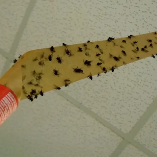 Небезпеки від мух