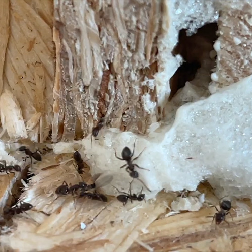 Профілактичні заходи проти мурах у домі