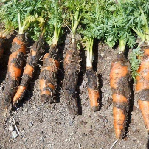 Чорна гниль моркви