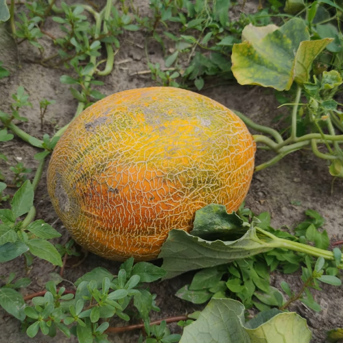 Хвороби дині та методи боротьби з ними