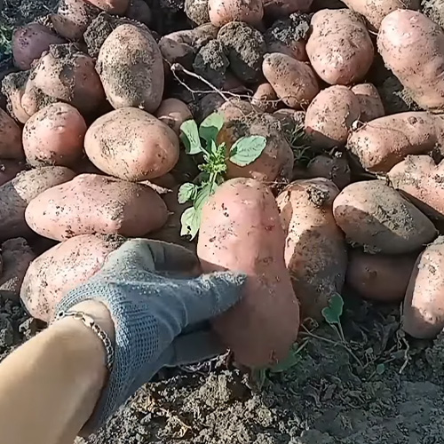 Поради для збереження врожаю картоплі