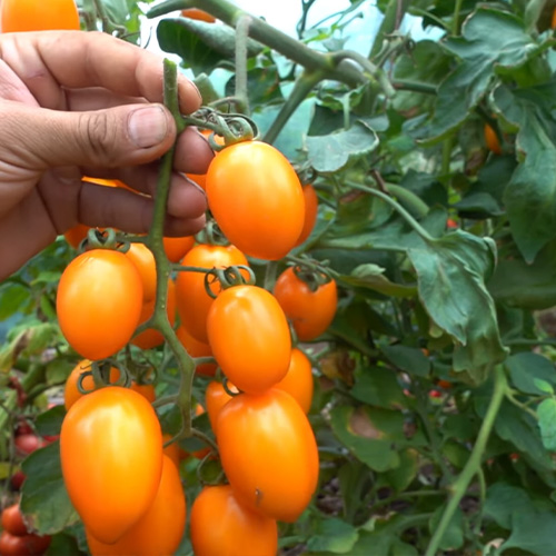 Збір та зберігання томатів