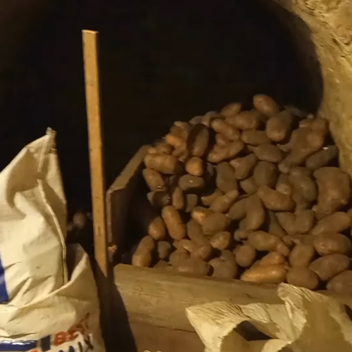 Правильне зберігання насінної картоплі