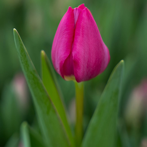 Насичено-рожевий тюльпан Pink Ardour із великими келихоподібними бутонами