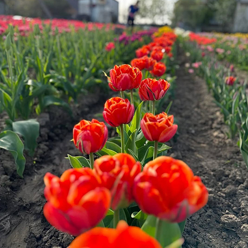 Помаранчевий тюльпан Queensday, названий на честь національного свята Нідерландів