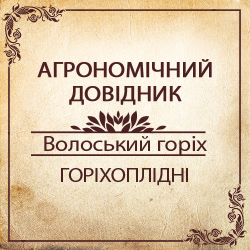 Волоський горіх