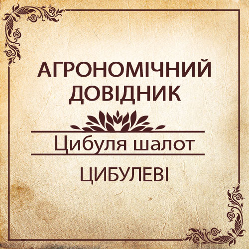 Агрономічний довідник -цибуля шалот